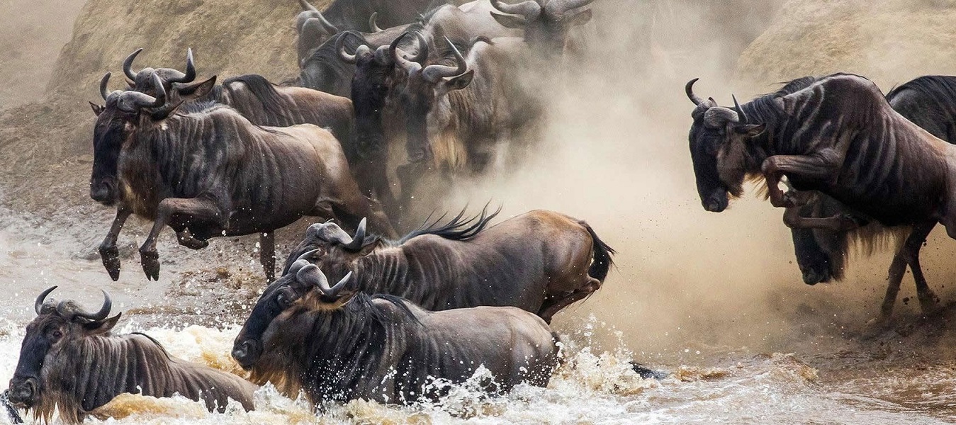 7 Days Wildebeest Migration Safari