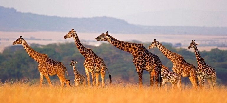 tanzania safari trip