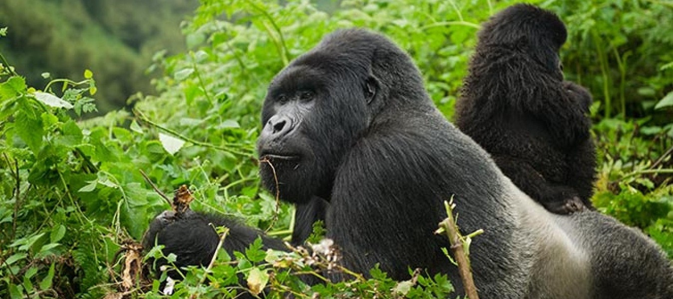 5 Days Uganda Gorillas Encounter