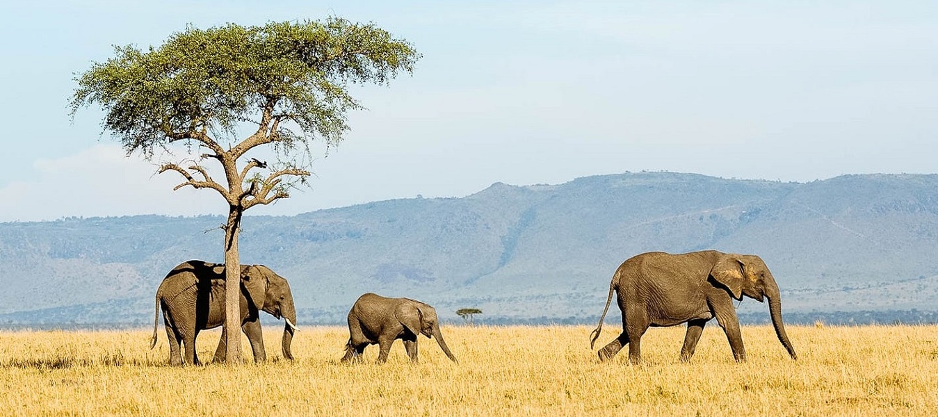 Tanzania Big Five Safari