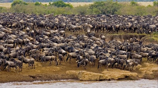 7 Days Migration Safari