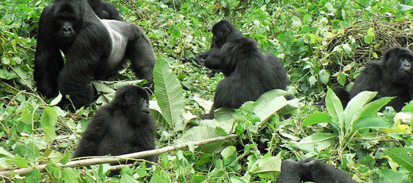 Rwanda Gorillas Express