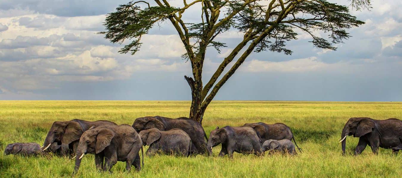 7 Days African Dream Safari
