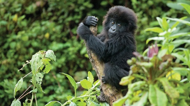 5 Days Uganda Gorillas Encounter