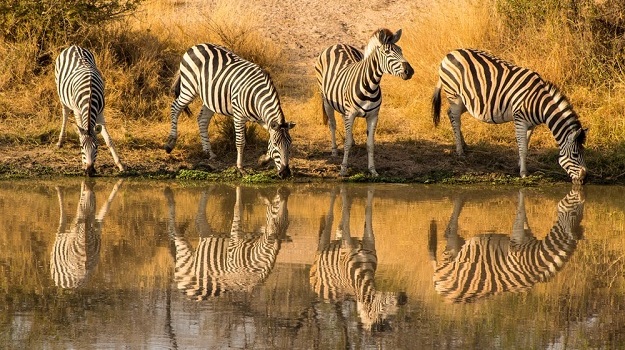 6 Days Zebra Reflection